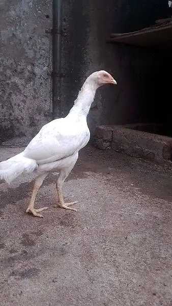 pure Hera Aseel hen — photo 5