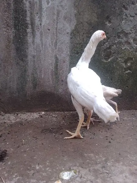 pure Hera Aseel hen — photo 6