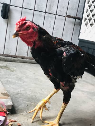 Aseel murgah for sale