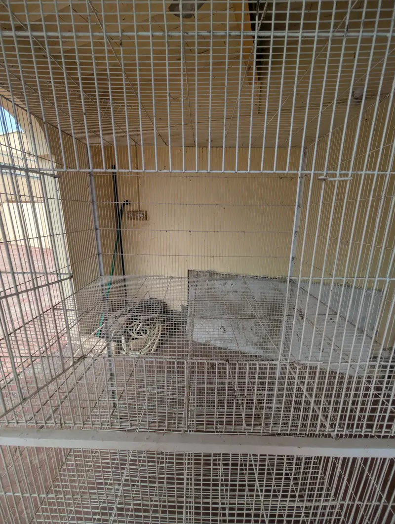 Australian Parrot Cage — photo 6