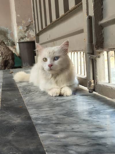 cats for sell