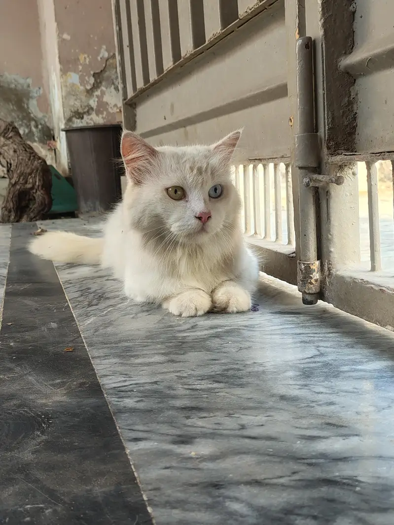 cats for sell — photo 2