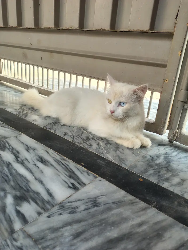 cats for sell — photo 3