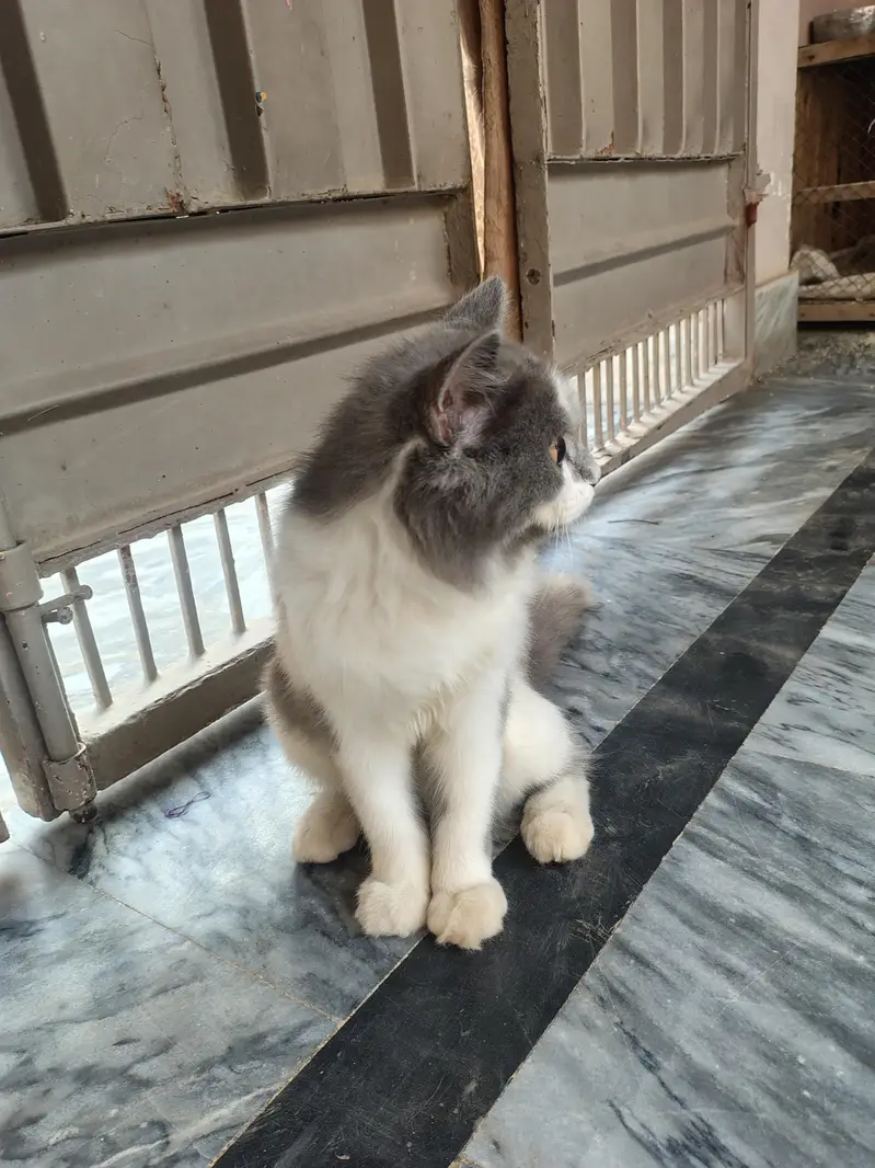 cats for sell — photo 4