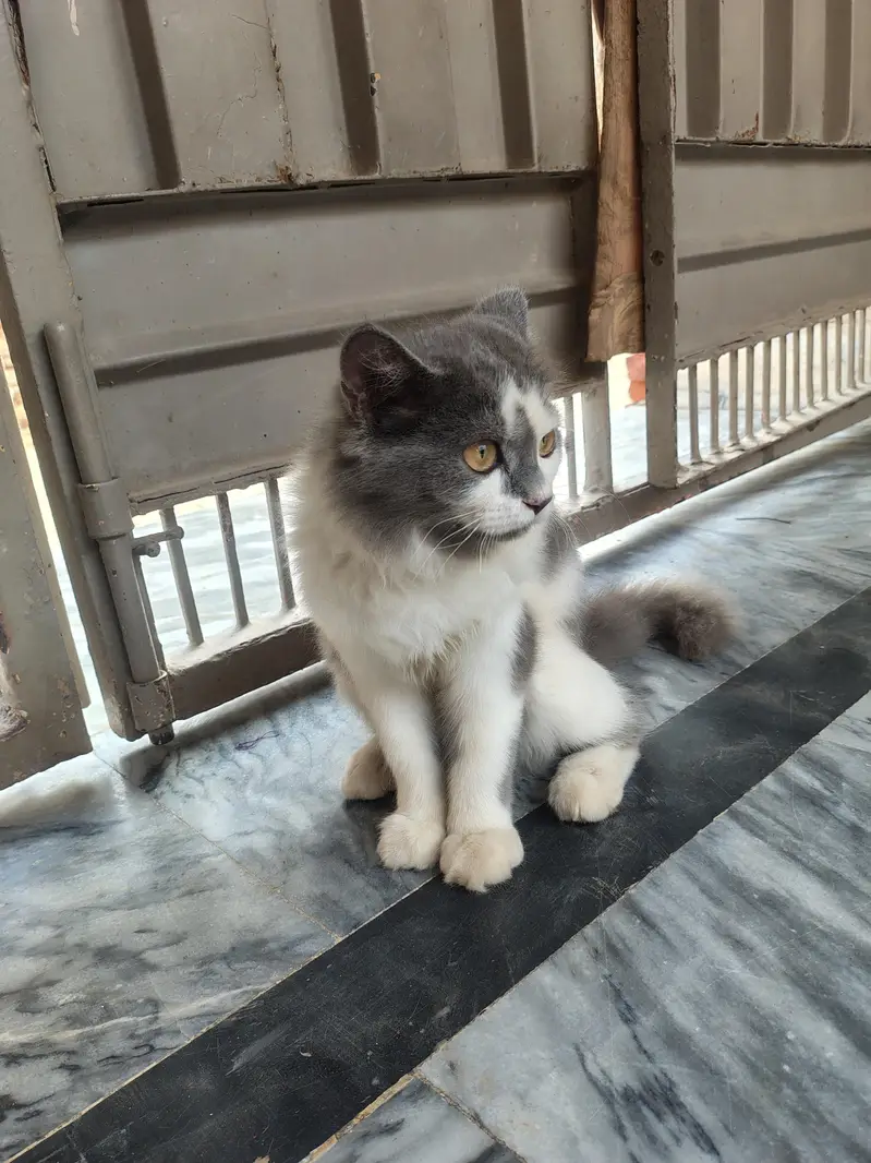 cats for sell — photo 5