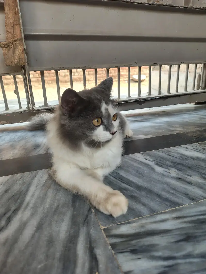 cats for sell — photo 6