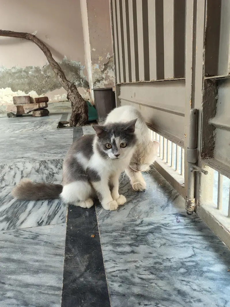 cats for sell — photo 7