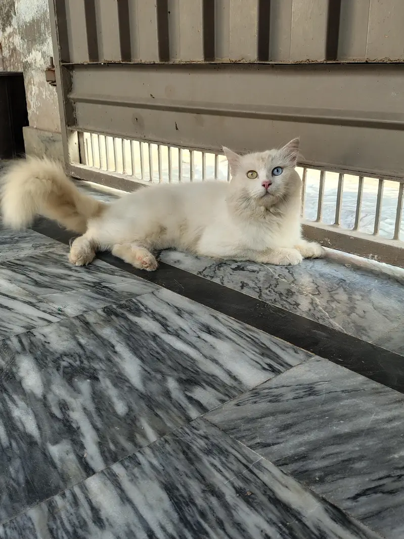 cats for sell — photo 8