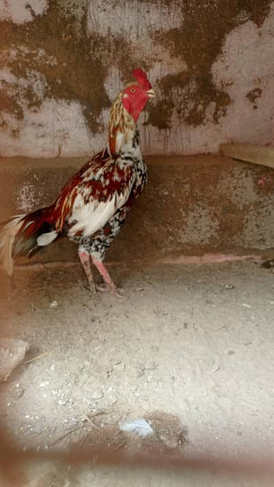 china Murga