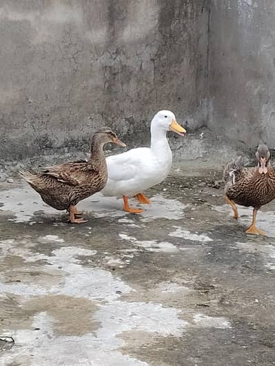 BEAUTIFUL EGG LAYING DUCKS 2 PAIR