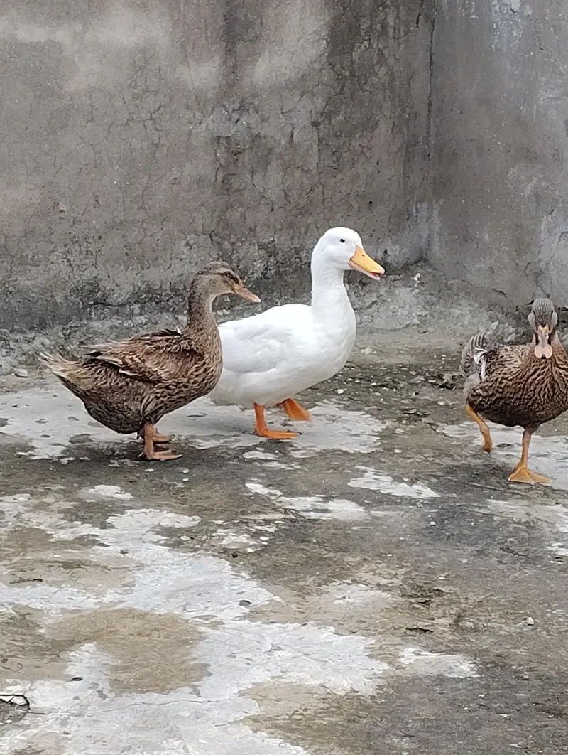 BEAUTIFUL EGG LAYING DUCKS 2 PAIR