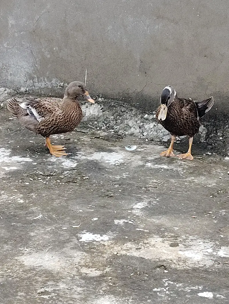 BEAUTIFUL EGG LAYING DUCKS 2 PAIR — photo 2