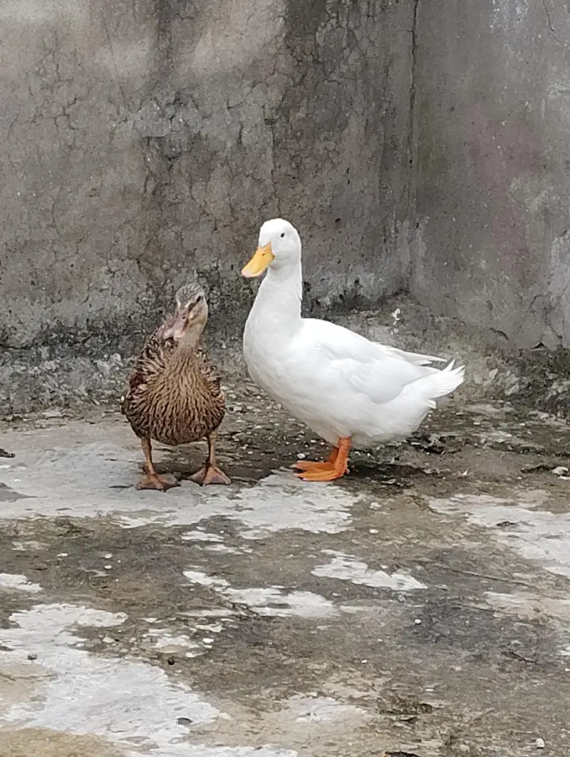 BEAUTIFUL EGG LAYING DUCKS 2 PAIR — photo 3