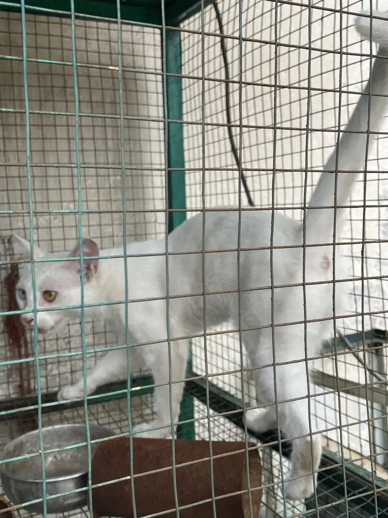 Unique White Odd Eye Cat / Active Young Kitten (Heterochromia) — photo 2