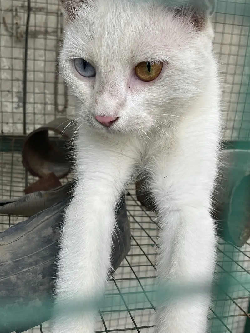 Unique White Odd Eye Cat / Active Young Kitten (Heterochromia) — photo 3