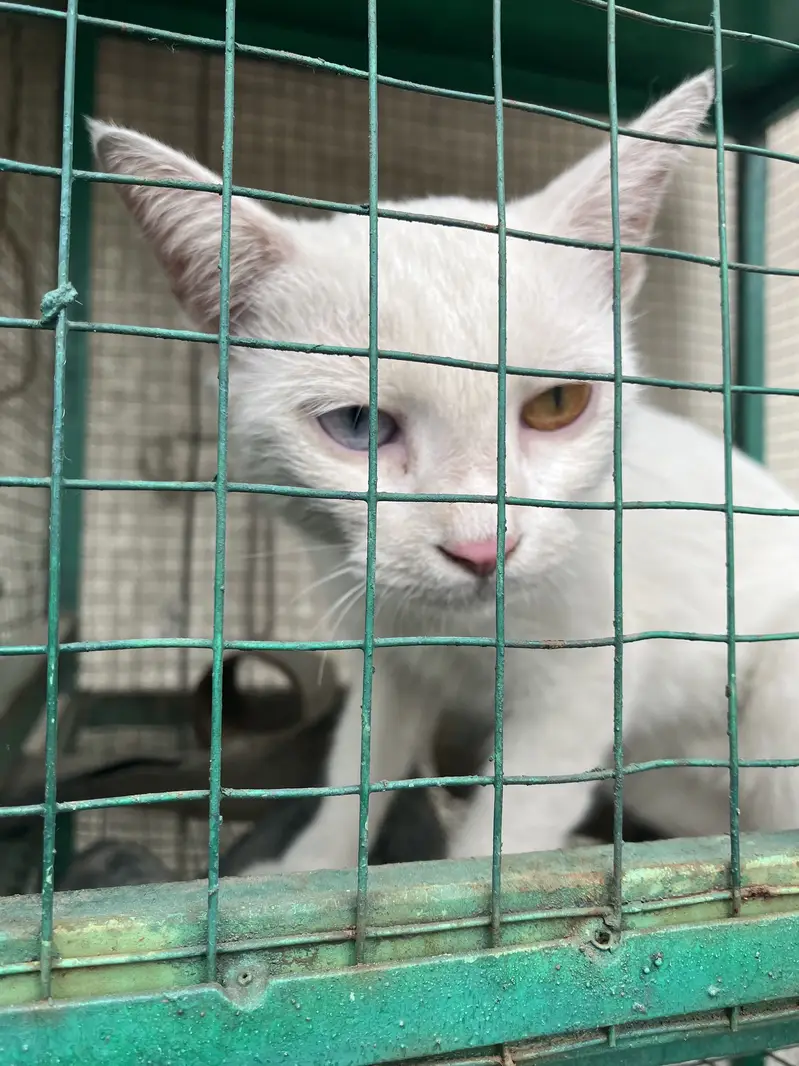 Unique White Odd Eye Cat / Active Young Kitten (Heterochromia) — photo 4