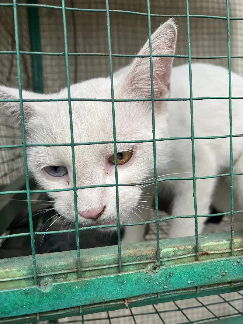 Unique White Odd Eye Cat / Active Young Kitten (Heterochromia) — photo 6