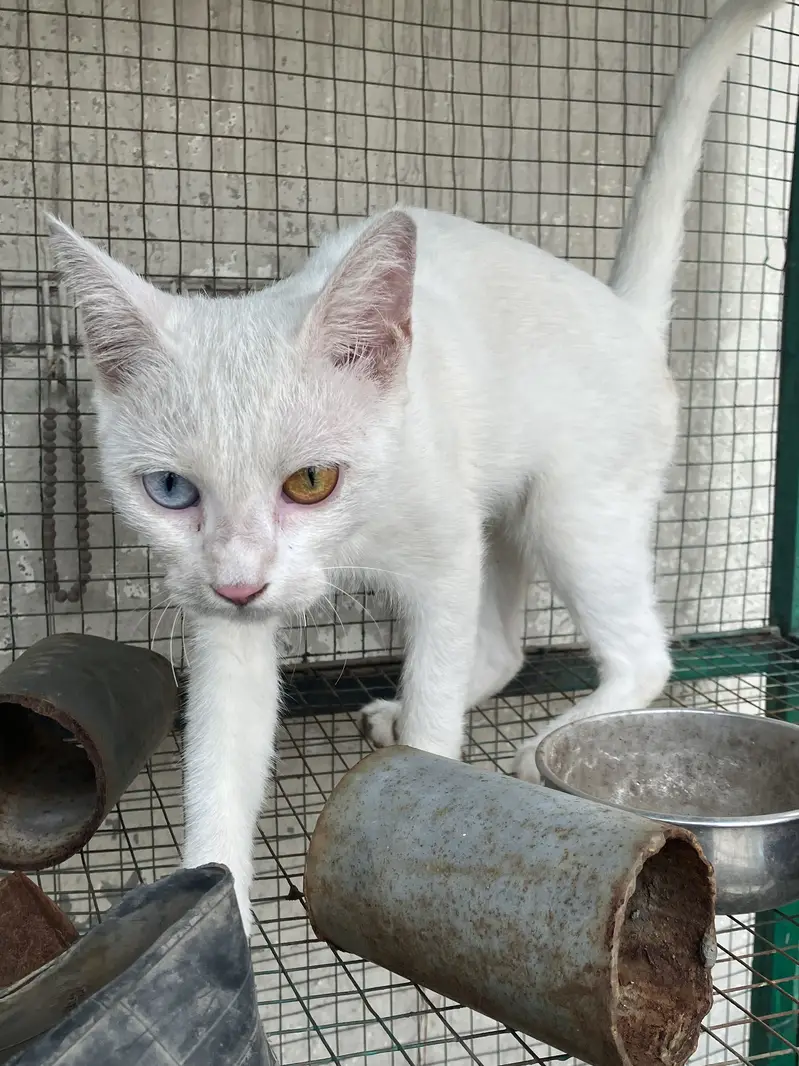 Unique White Odd Eye Cat / Active Young Kitten (Heterochromia) — photo 10