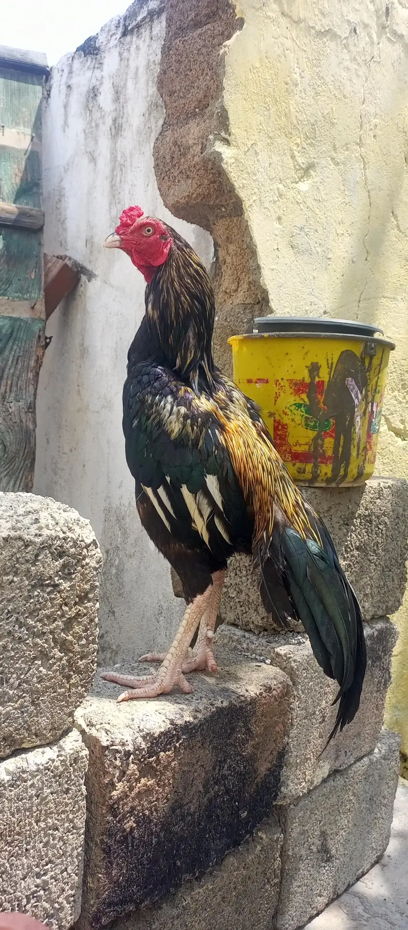 aseel — photo 2