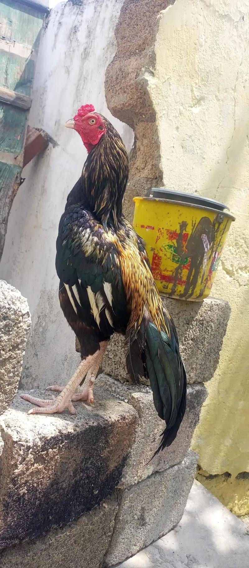 aseel — photo 3