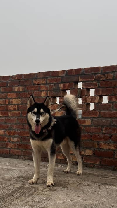 Husky dog / Siberian Husky/ odd eyes / Husky / single caot husky