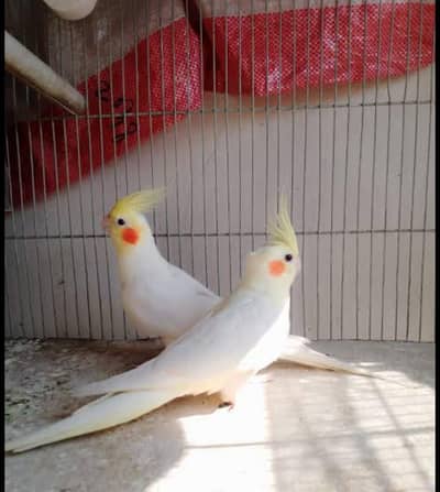 Cocktail pair Cream breeder