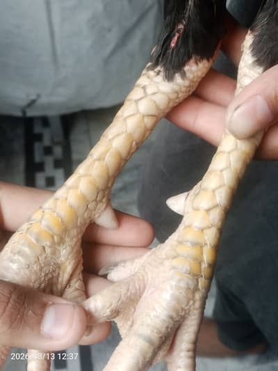 Sindi x mianwali