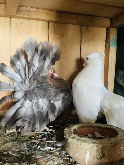 American Pigeons