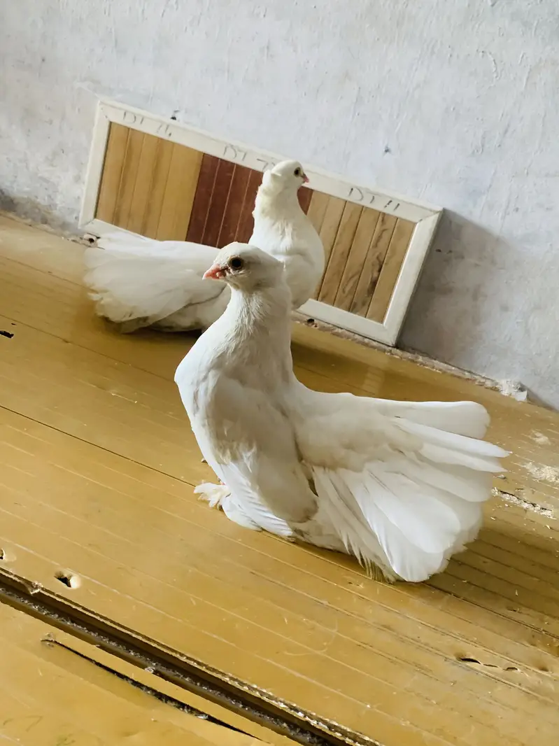 American Pigeons — photo 2