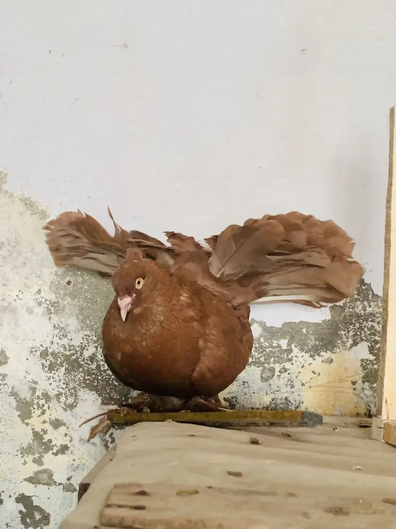 American Pigeons — photo 3