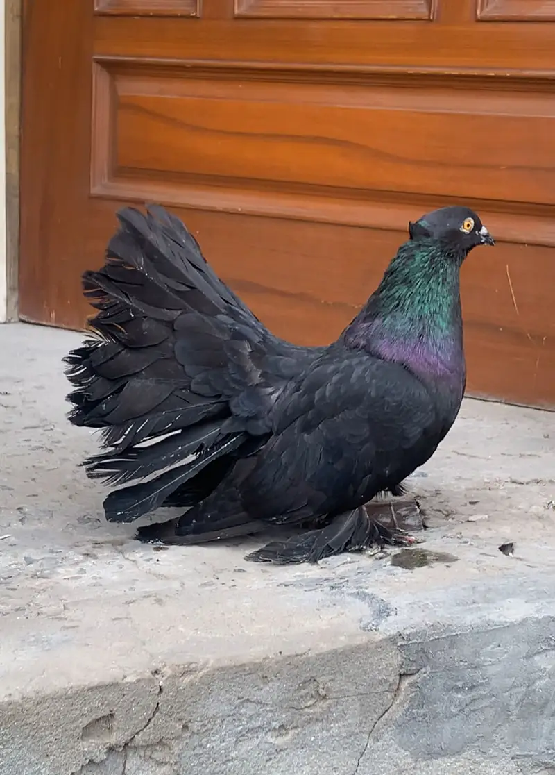 American Pigeons — photo 5