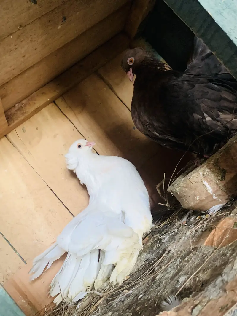 American Pigeons — photo 7