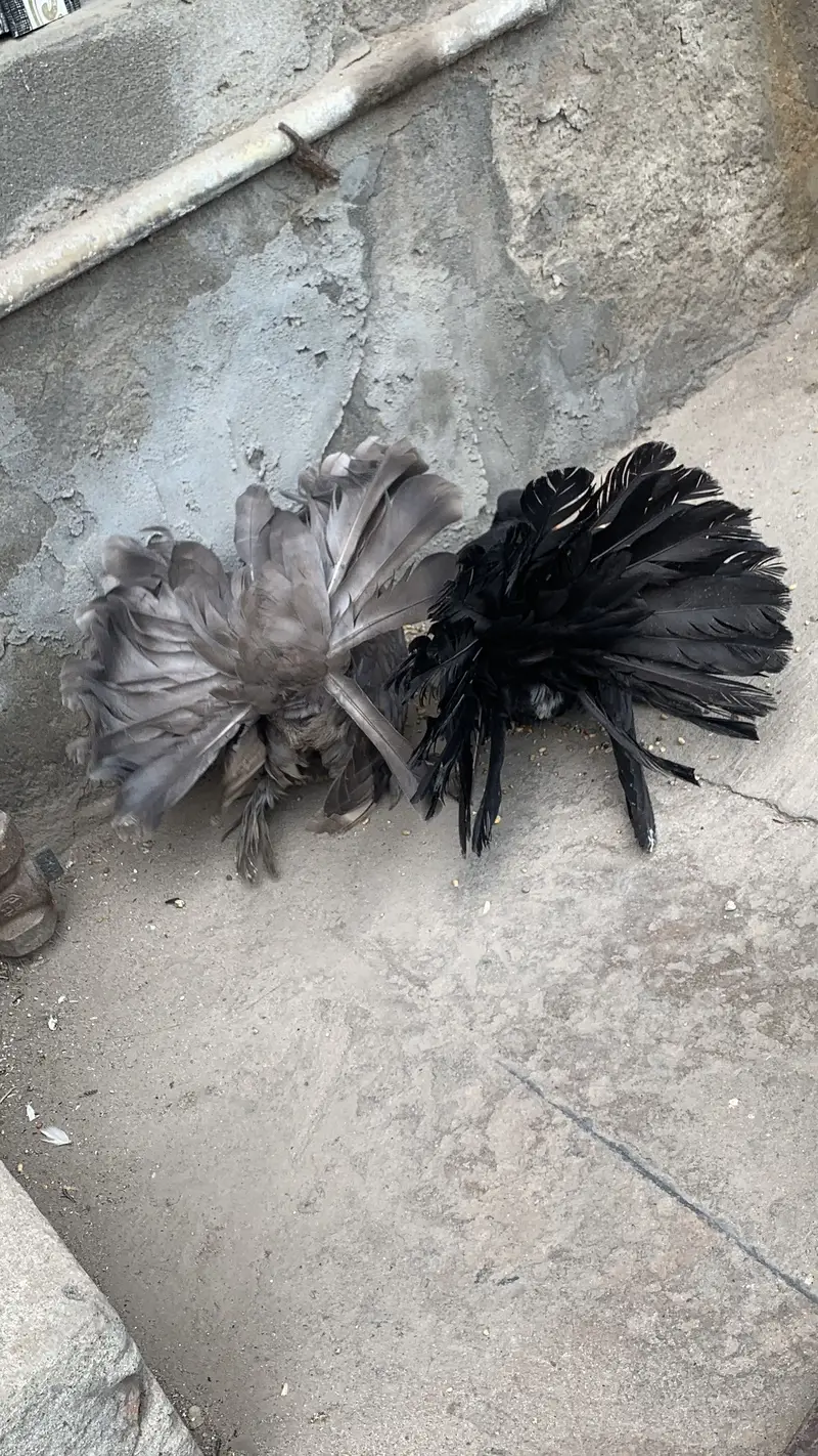 American Pigeons — photo 8