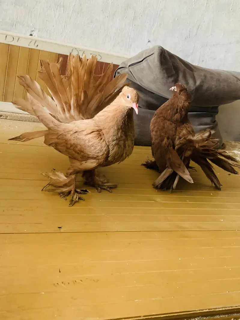 American Pigeons — photo 9