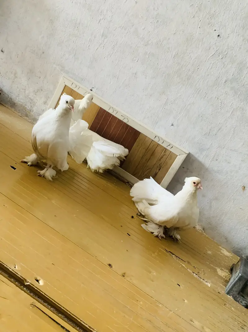American Pigeons — photo 10