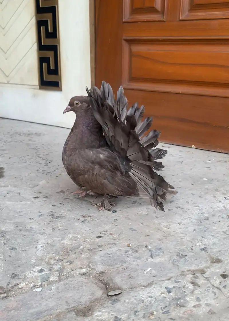 American Pigeons — photo 11