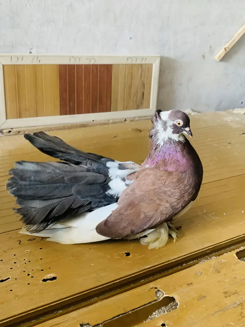 American Pigeons — photo 12