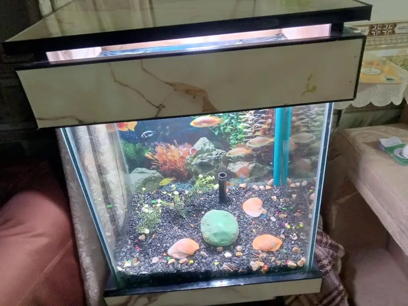 Fish Aquarium New — photo 2