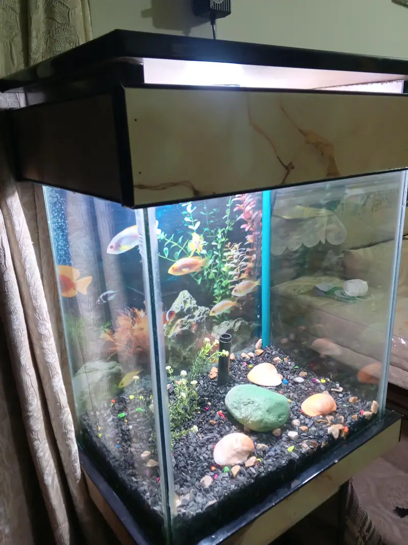Fish Aquarium New — photo 4
