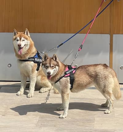 Rare Agouti Siberian Husky Female  | Siberian husky pedigree female