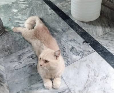 Cat For Sell Only 3000