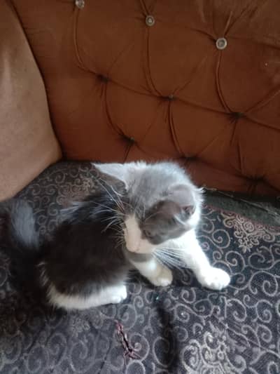 Male Cat