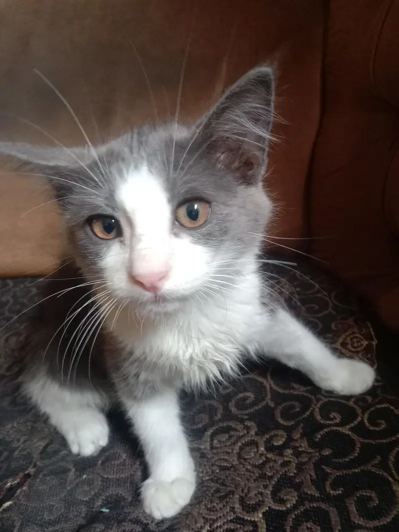 Male Cat — photo 2