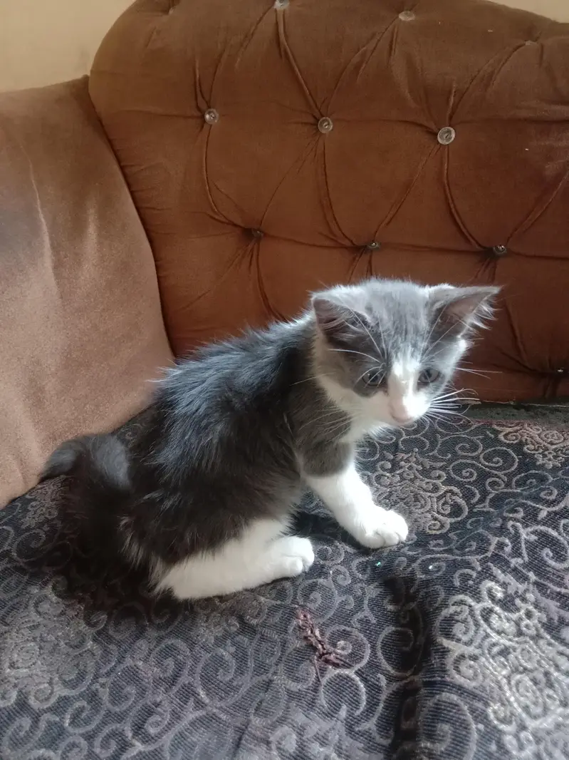 Male Cat — photo 3