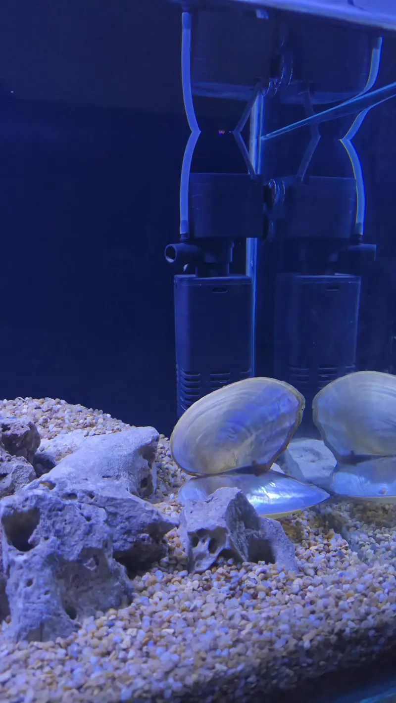 Fish Aquarium — photo 2
