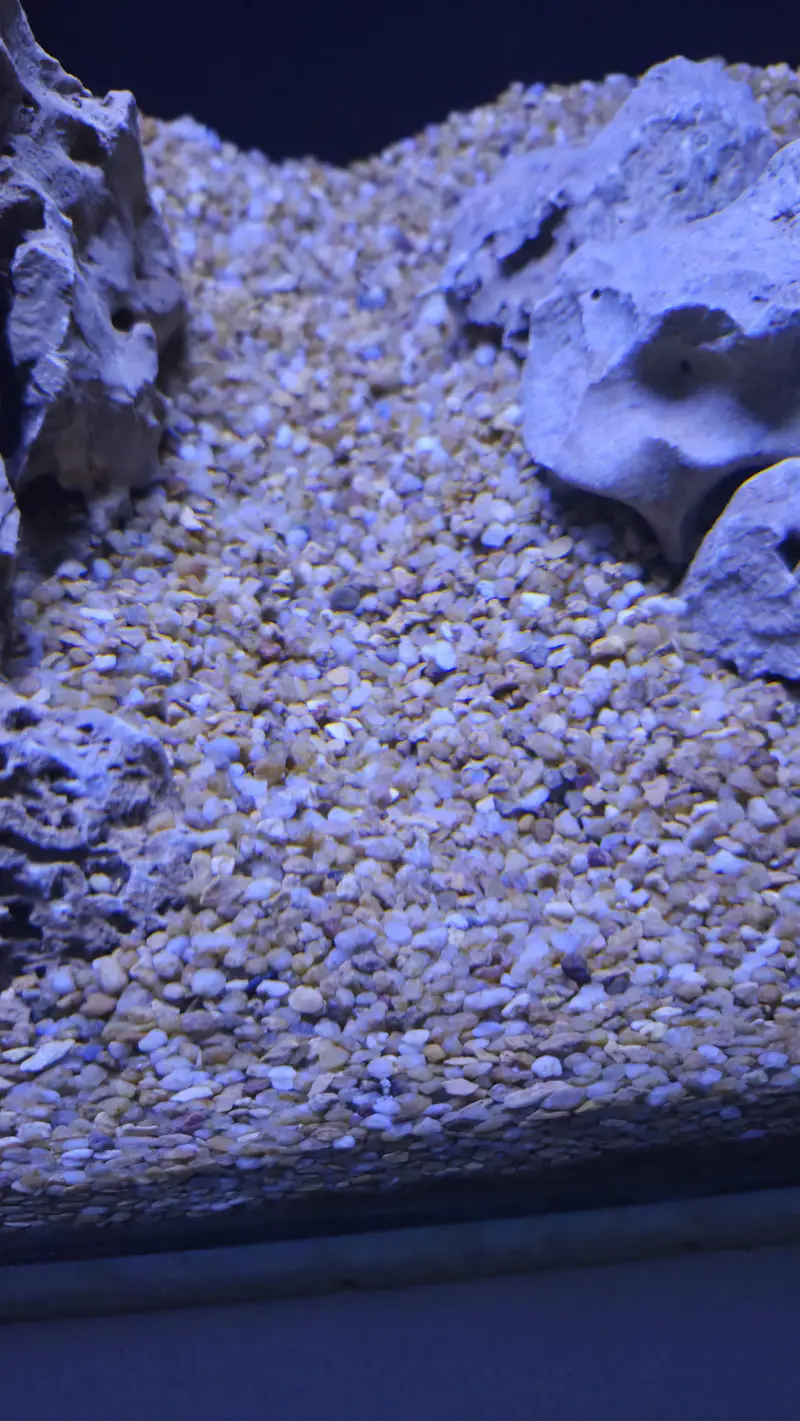 Fish Aquarium — photo 3