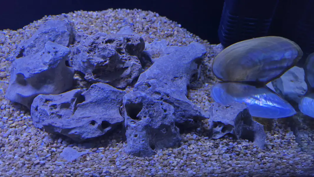 Fish Aquarium — photo 4