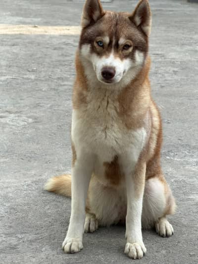 Siberian Husky | breeder female | Agouti Siberian Husky for sale