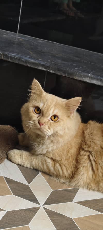 persian cats for sale in lahore 03114333577