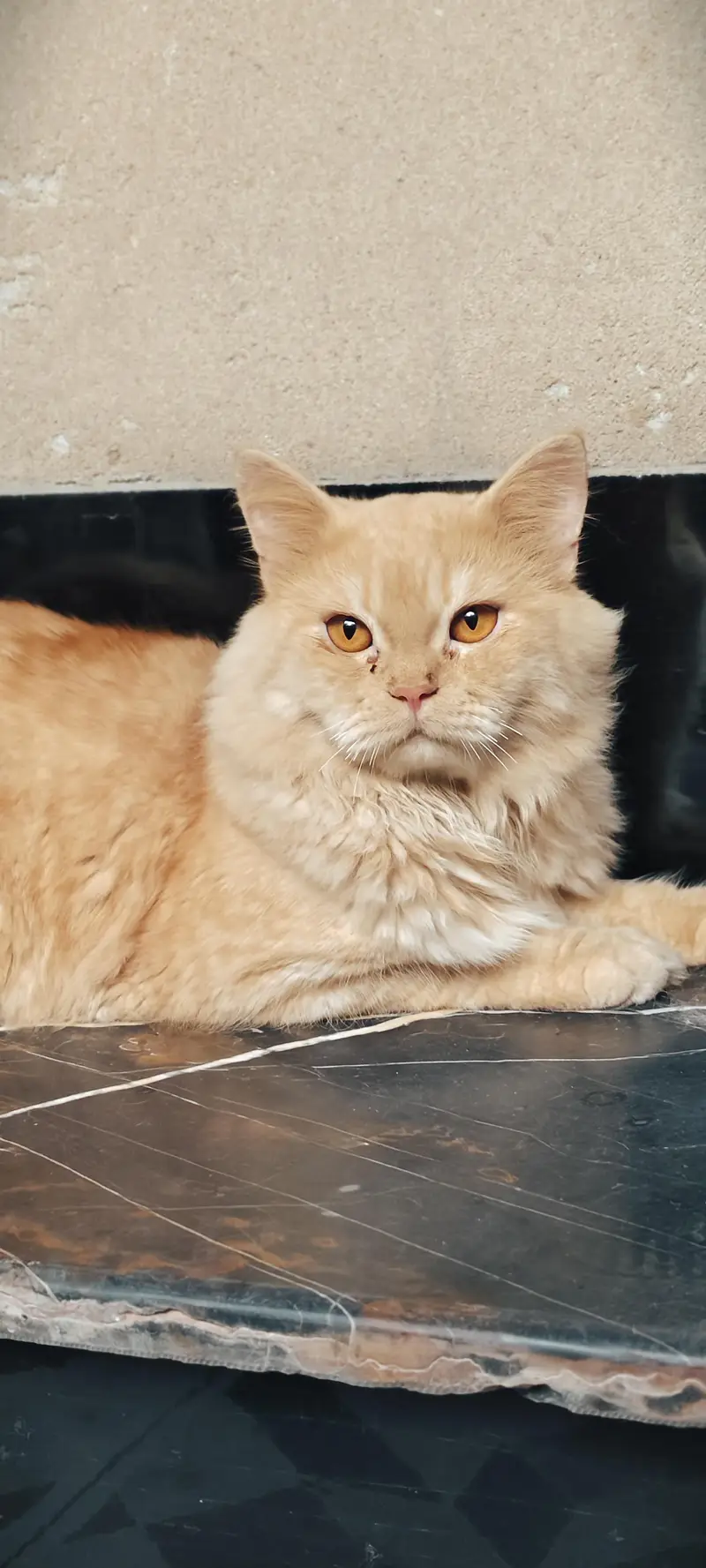 persian cats for sale in lahore 03114333577 — photo 2